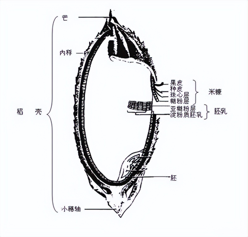 你真的了解谷子吗,蒸谷米和精米哪个更好