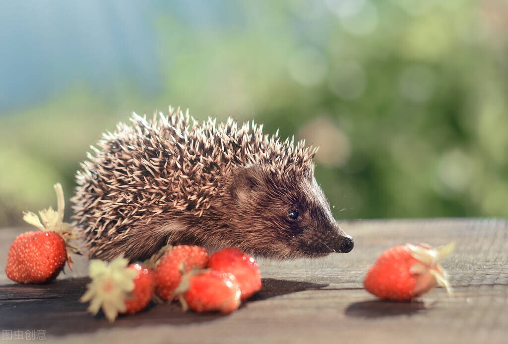 幼儿园科学课小刺猬,幼儿园科学探究滚动的球