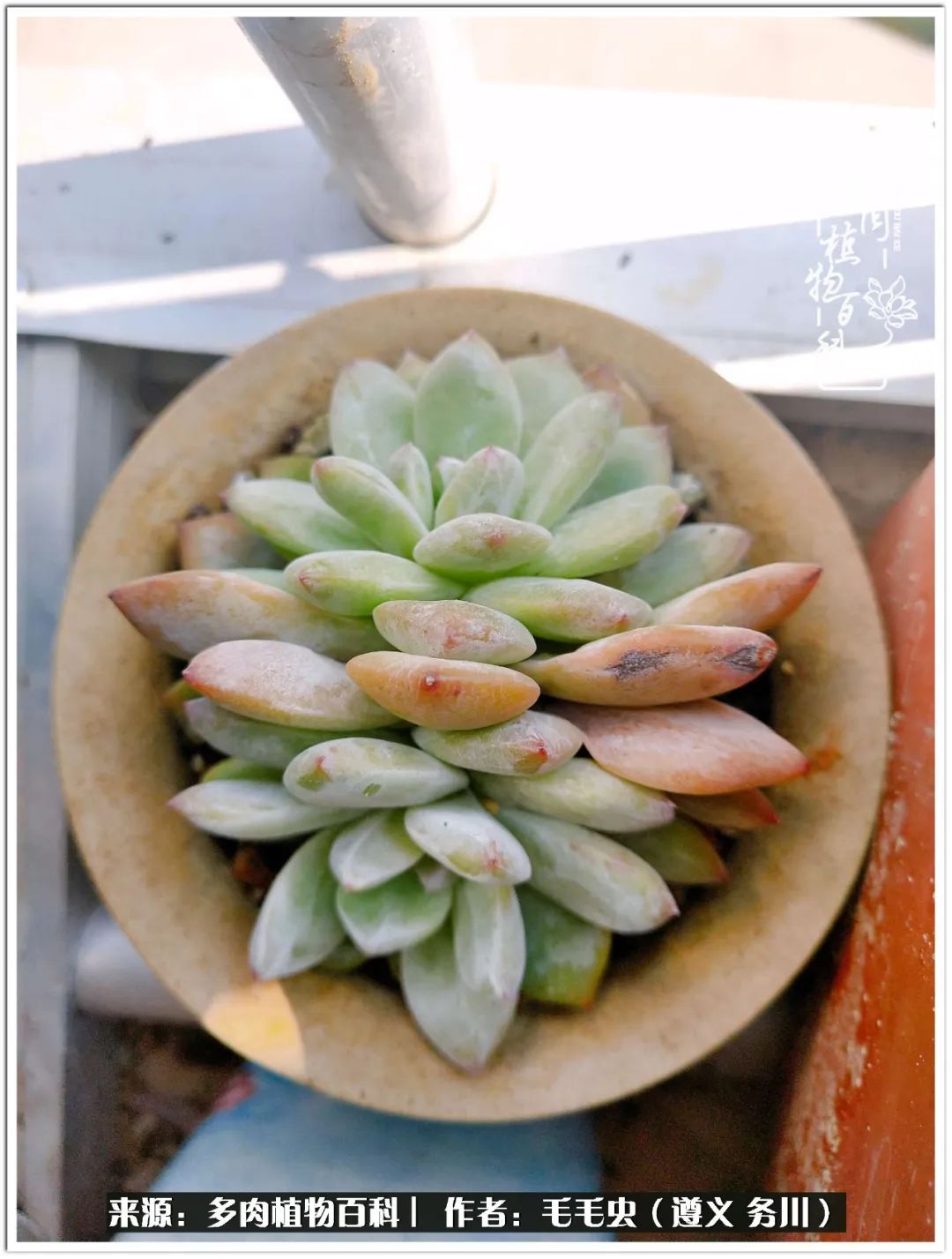 多肉可抵岁月,多肉之花语