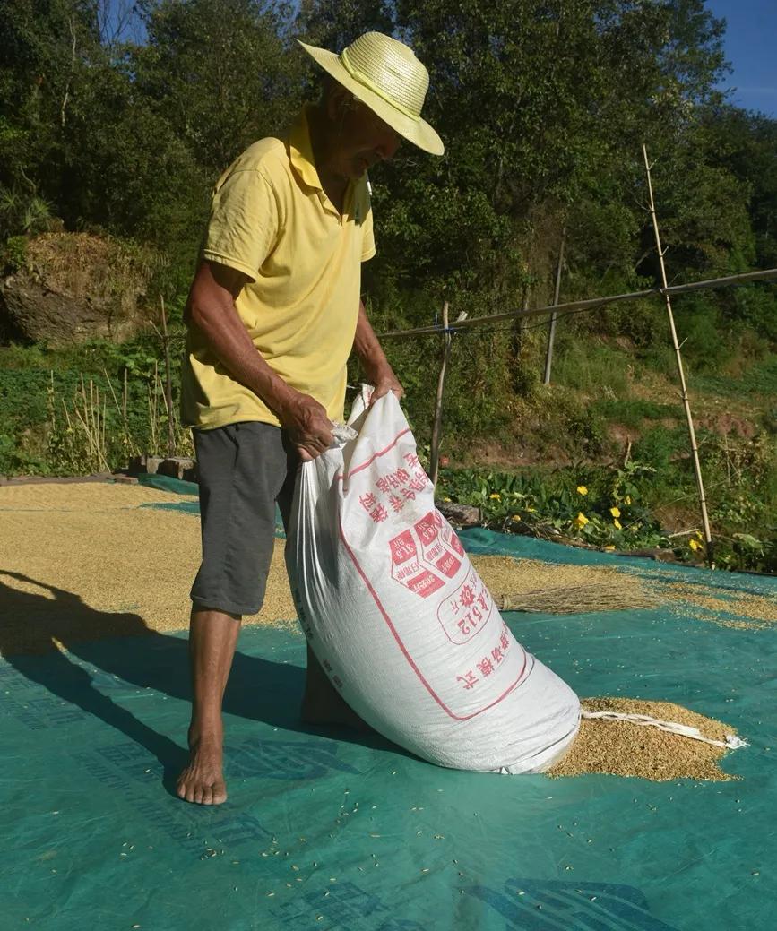 稻菽飘香各地丰收忙,稻菽飘香图片