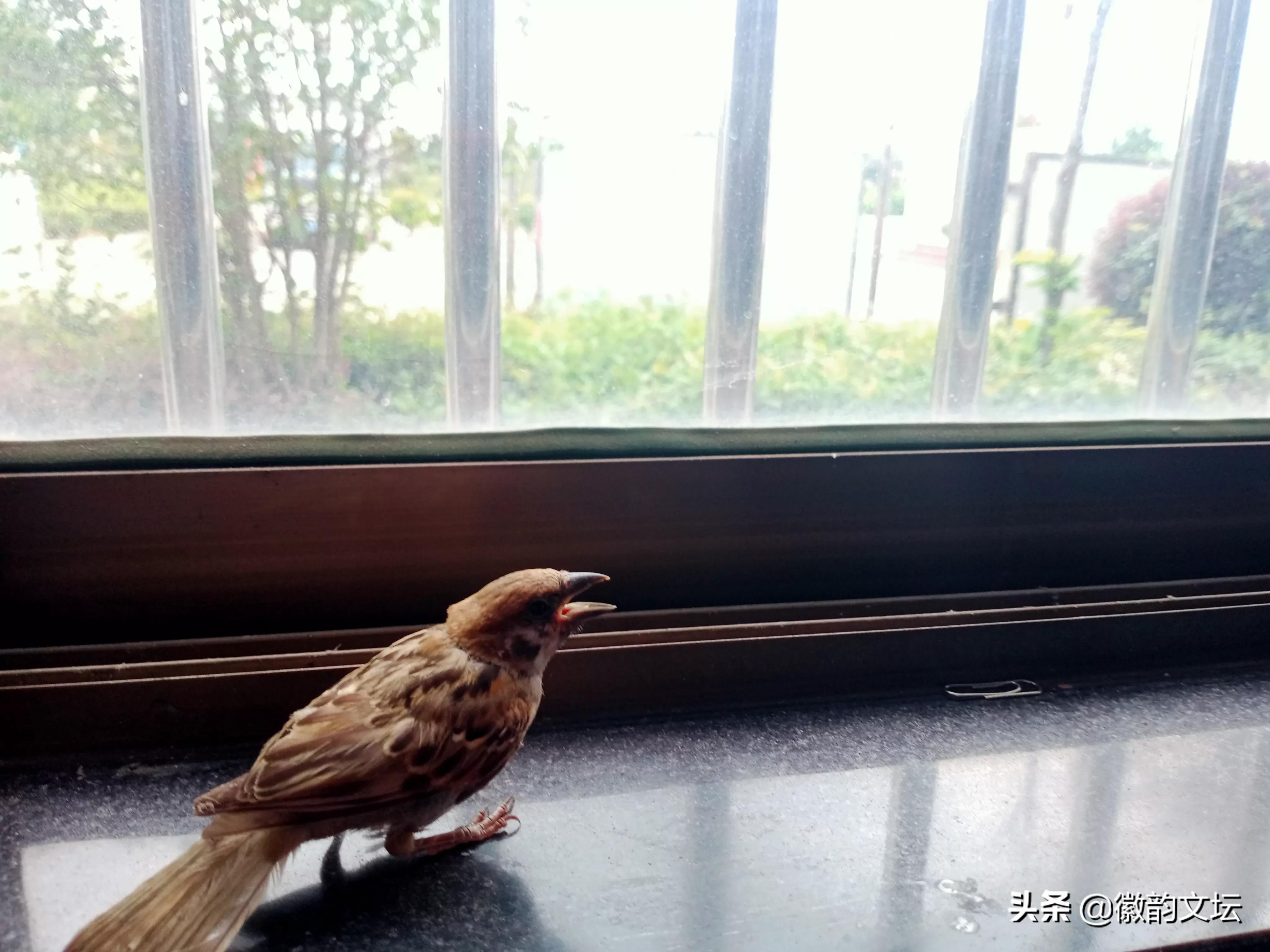 与众不同的小麻雀,有惊无险的小兔子