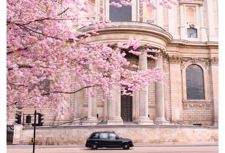 伦敦3月樱花,伦敦樱花季