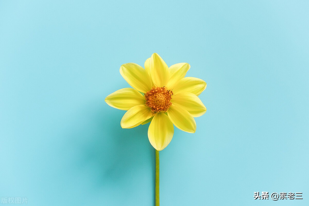 女作家去做保姆最新篇654,女作家去做保姆110集