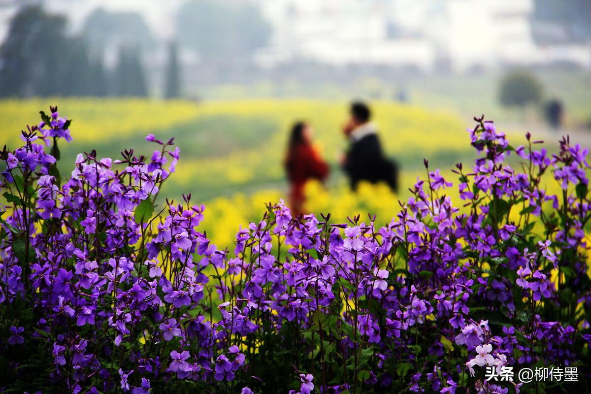 春天拍照小技巧,春天风景拍照小技巧有哪些