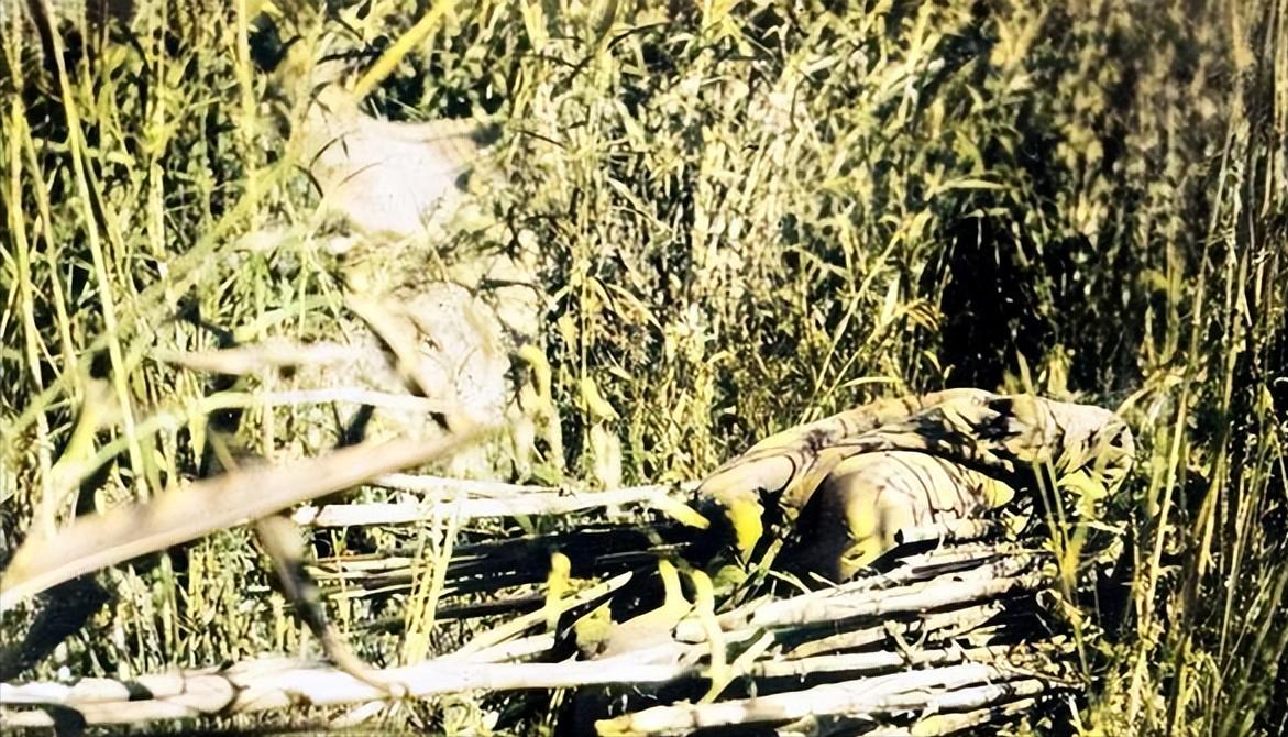 历史中死亡人数最多的瘟疫,中国历史上瘟疫持续最长的时间