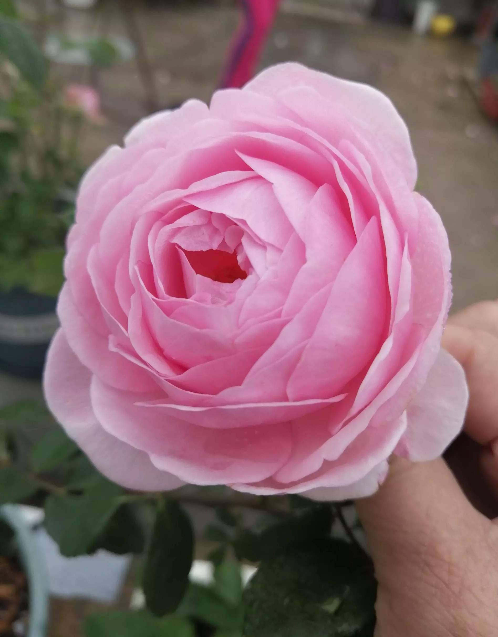 月季品种醉花,月季品种大全及图片欣赏