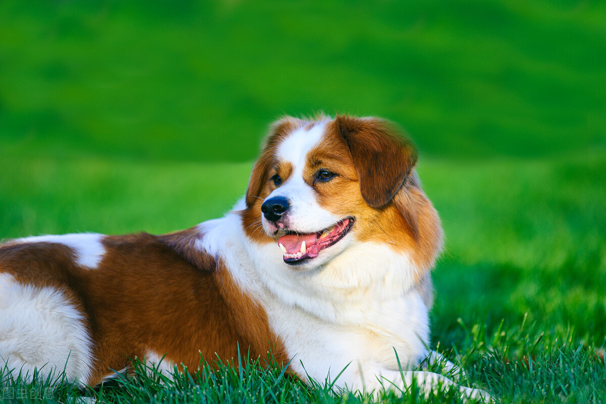 狗流鼻涕带有一些脓鼻涕吃什么药,狗感冒流脓鼻涕怎么办