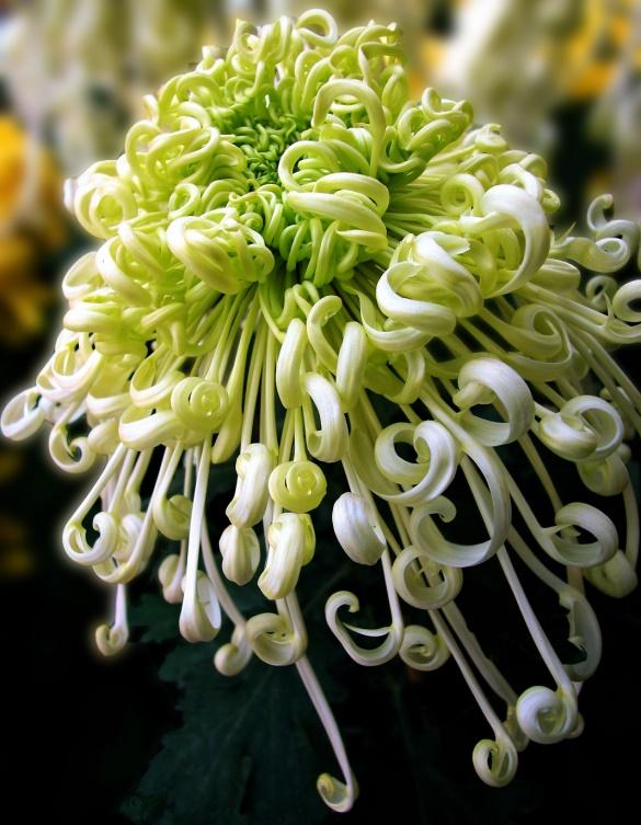 丧葬用的菊花是什么品种,丧葬用的菊花前景如何