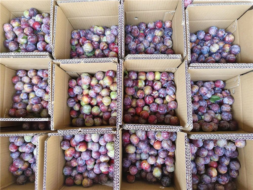 四川雅安糖心苹果自然采摘,雅安苹果采摘