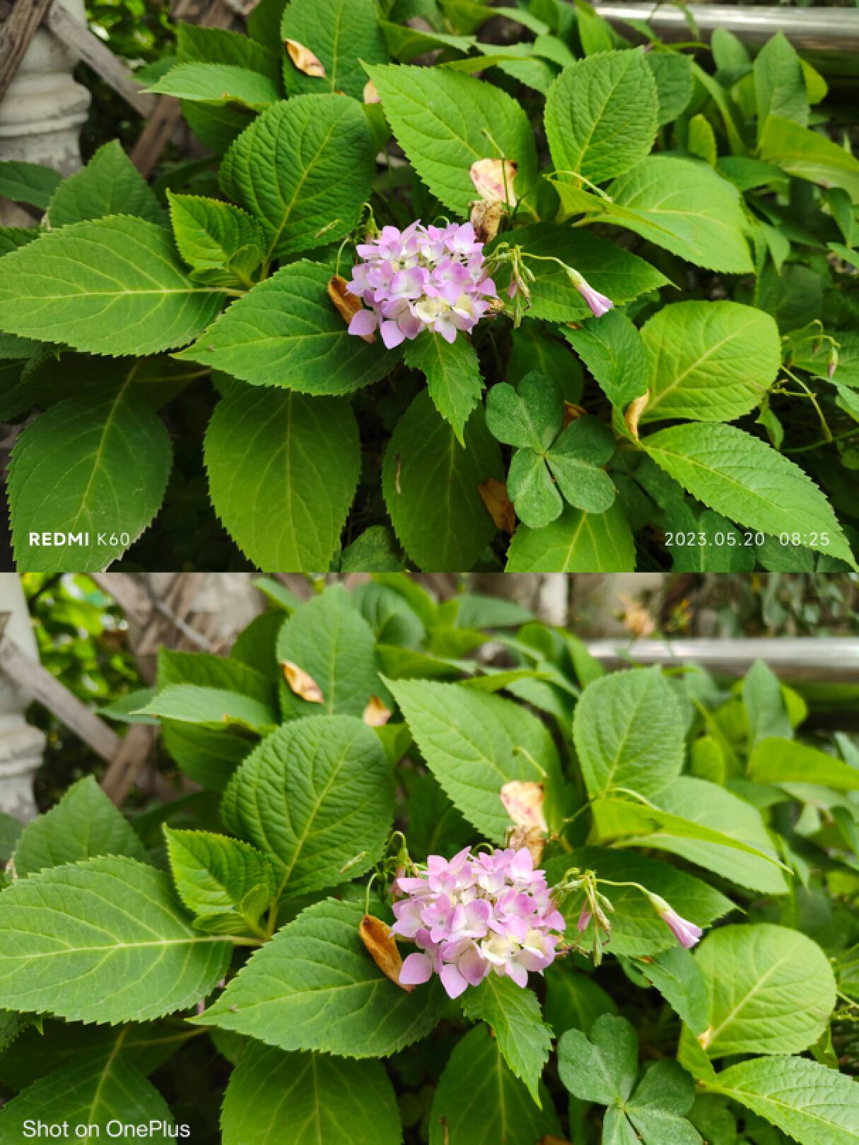 一加ace2pro对比iphone13拍照,一加ace2v与红米k60拍照