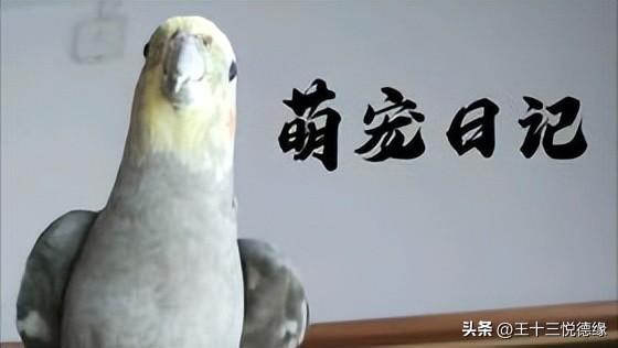 小太阳鹦鹉是否需要吃药,鹦鹉不舒服没有精神