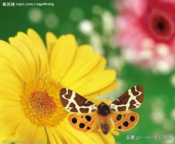 蜂蝶恋花深情版,七律蝶恋花诗词