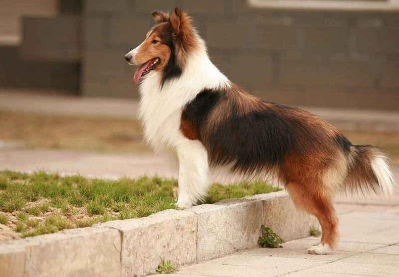 喜乐蒂幼犬多少钱一只,喜乐蒂多少钱一只