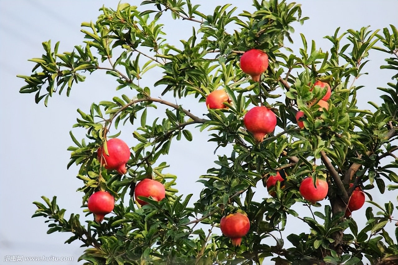 石榴突尼斯软籽石榴特点,石榴突尼斯