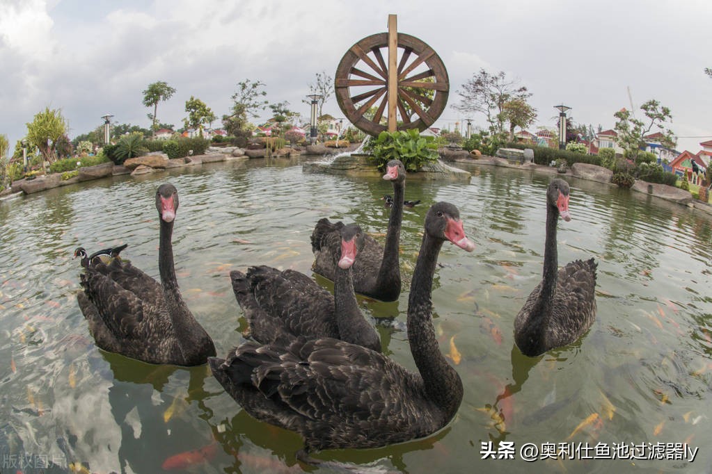 锦鲤鱼池里绿藻怎么清除,室外锦鲤鱼池养什么可以去除绿藻