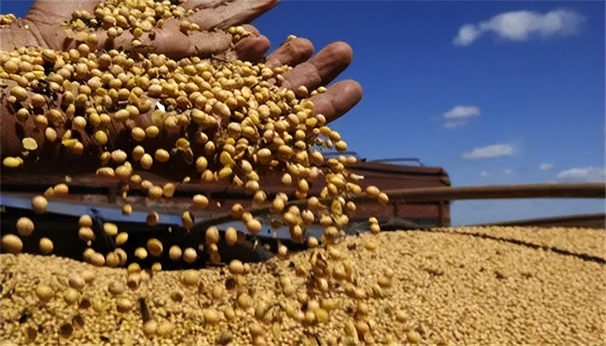 巴西对中国出口大豆问题,巴西大豆对中国出口新政策