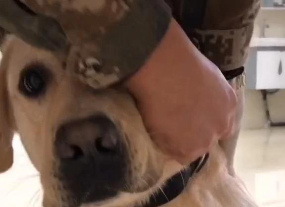 狗狗打疫苗看见医生吓得直发抖,搜救犬生病了视频