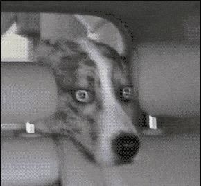 泰迪被2只杜高撕咬主人呼救,泰迪被2只杜高撕咬完整版