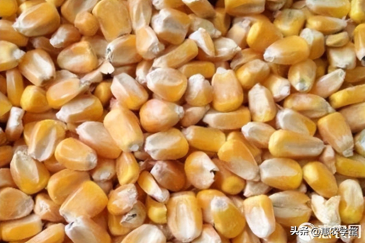 2023玉米价格会涨吗？玉米最新价格多少钱一斤？