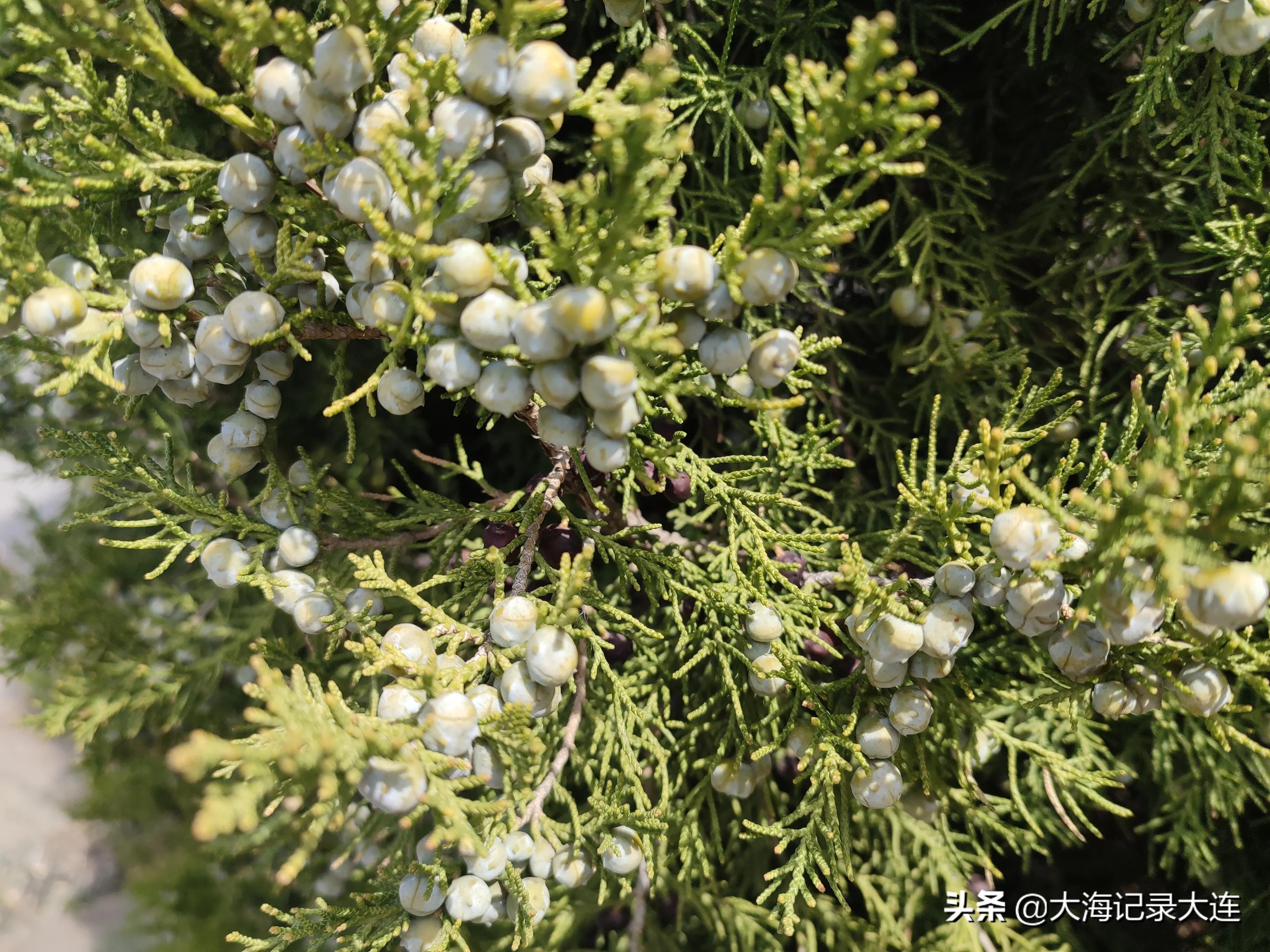 旅顺樱花风景区,大连旅顺樱花景点推荐