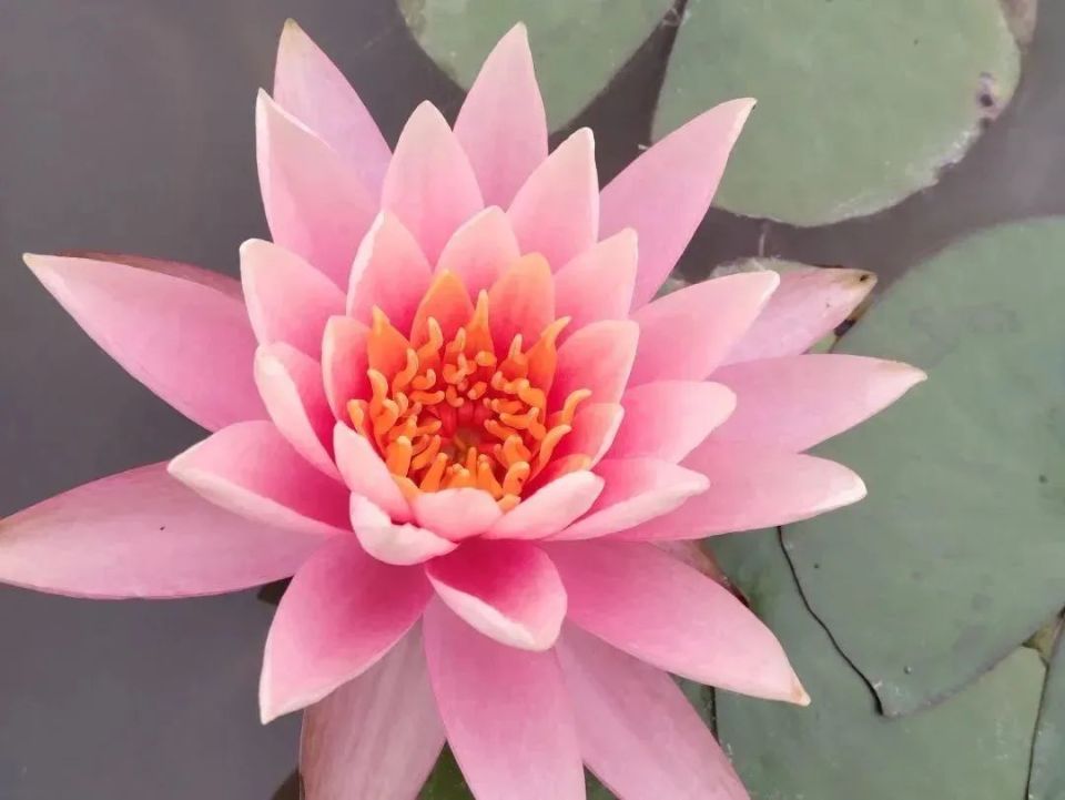 欢迎乘坐观光游览车,欢迎乘坐观光巴士语音