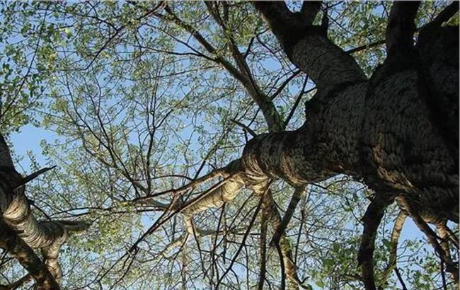 姘歌繙鐨勭櫧鏉ㄦ爲,鐑儏鐨勭櫧鏉ㄦ爲