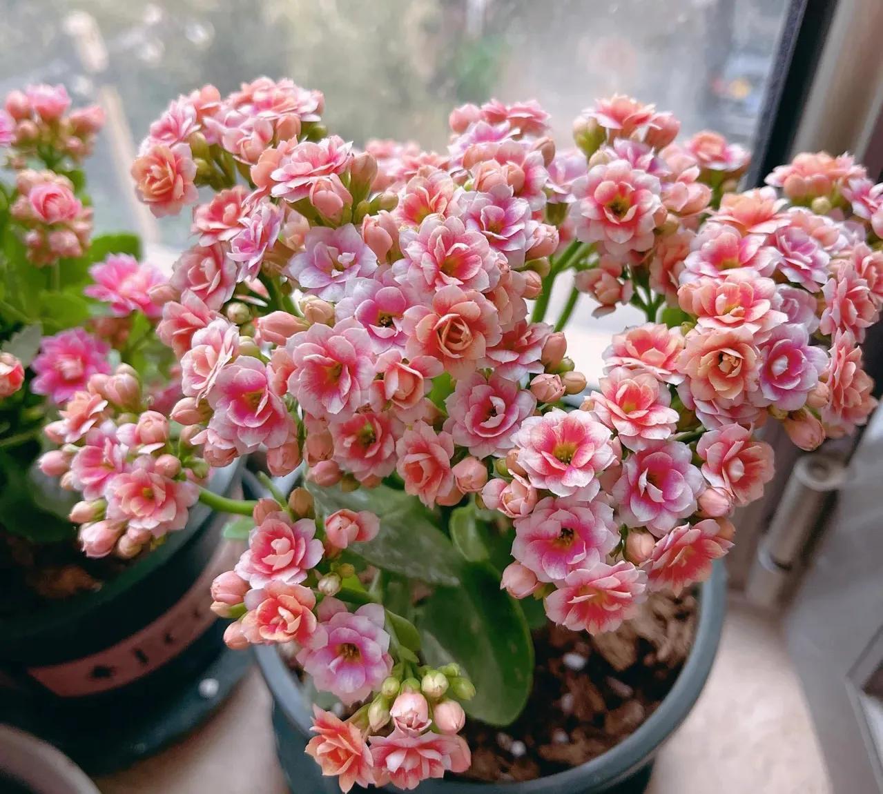 室内养什么释放氧气最多,室内氧吧盆栽