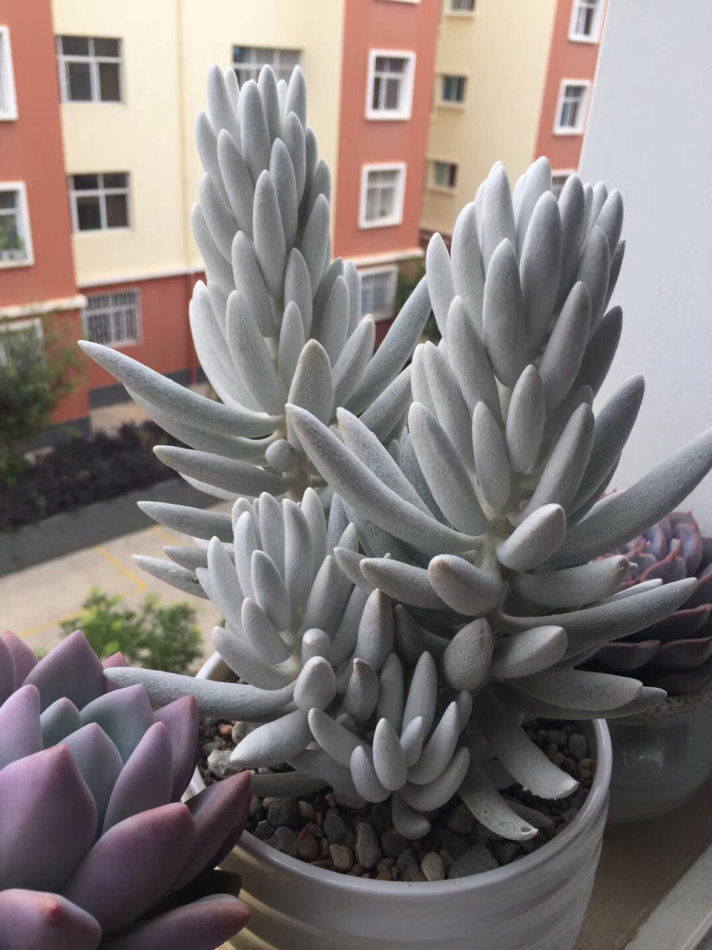 十二卷多肉的品种图鉴,100种多肉植物图片大全