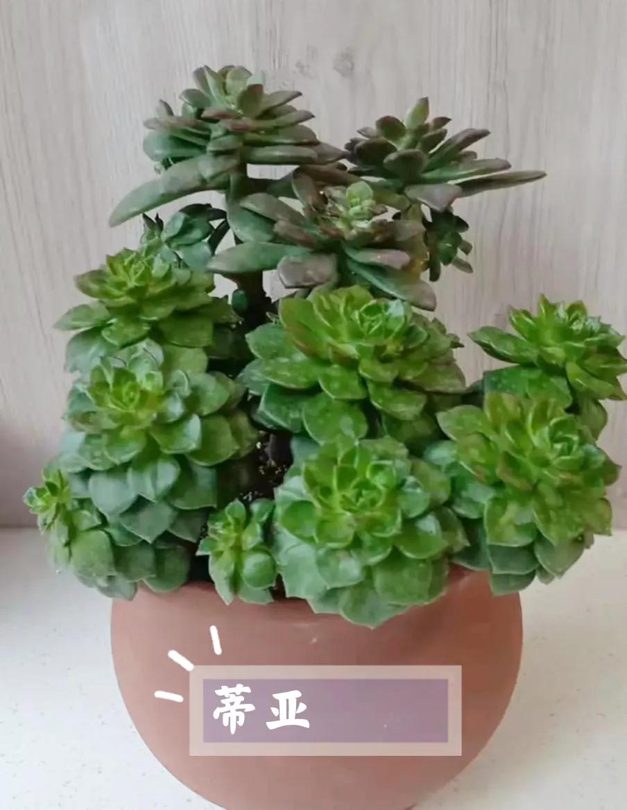 人见人爱花见花开车见车爆胎,人见人爱花见花开台词