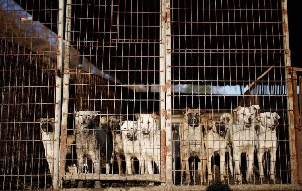 回族不吃猪肉，满族不吃狗肉，汉族不吃什么肉？很多人估计不知道