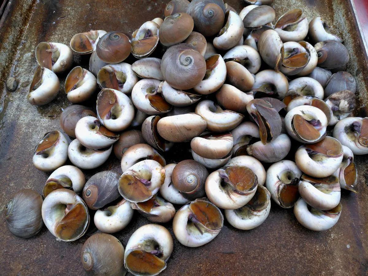 如何挑选冰冻好的小海鲜,最实用的各种海鲜做法都在这里啦