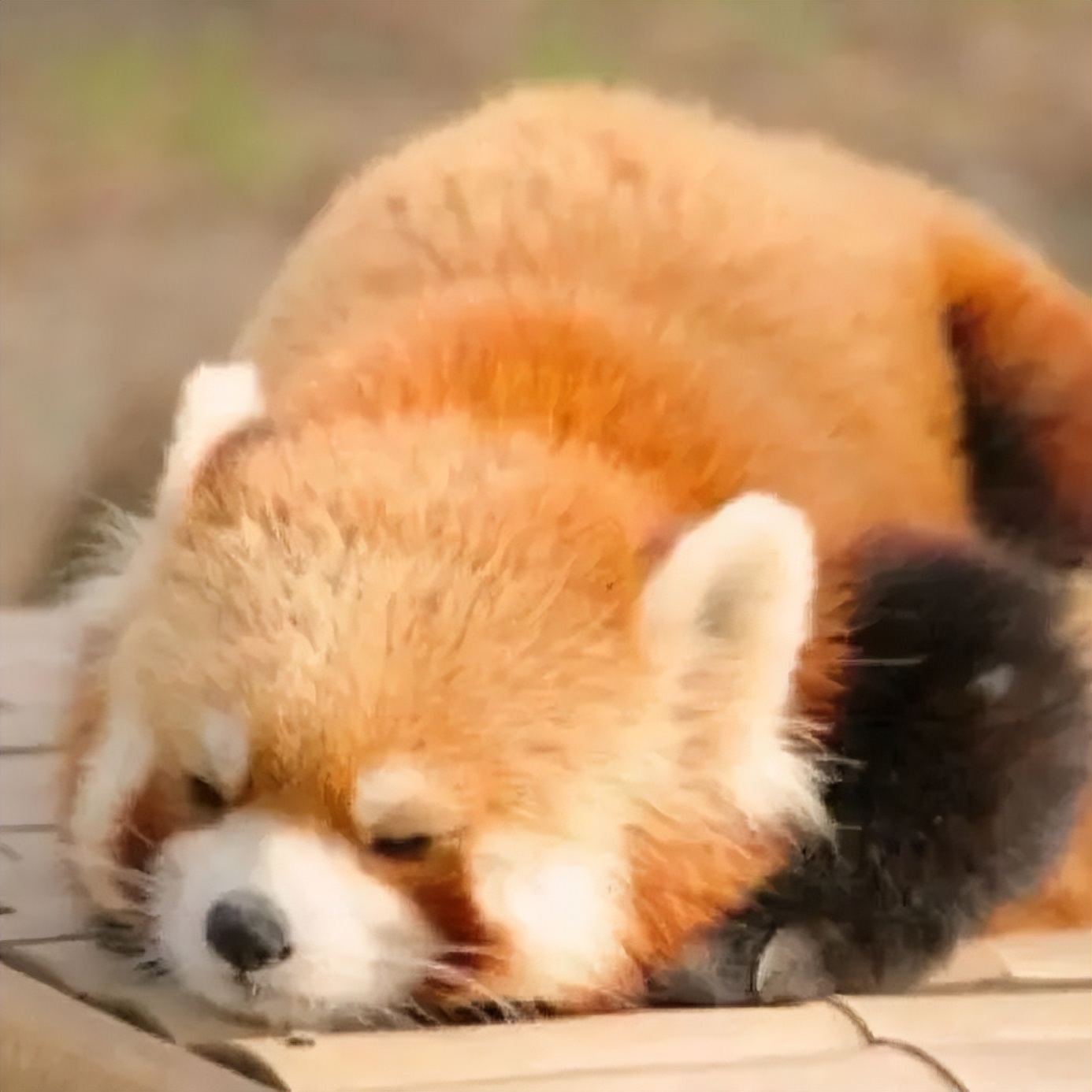 开封旅游未成年免票,开封景区最新门票标准及免票标准