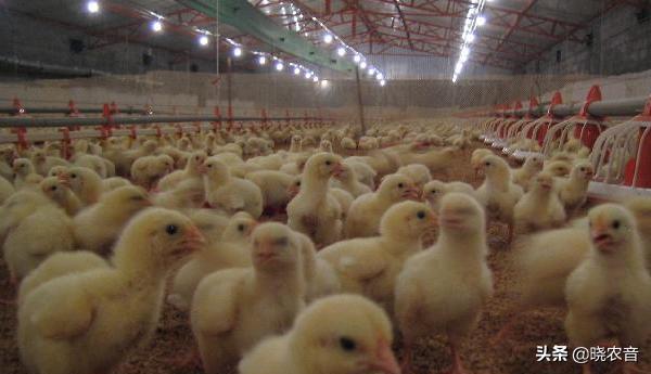 小鸡怎么快长大,小鸡怎么才能长得快一点