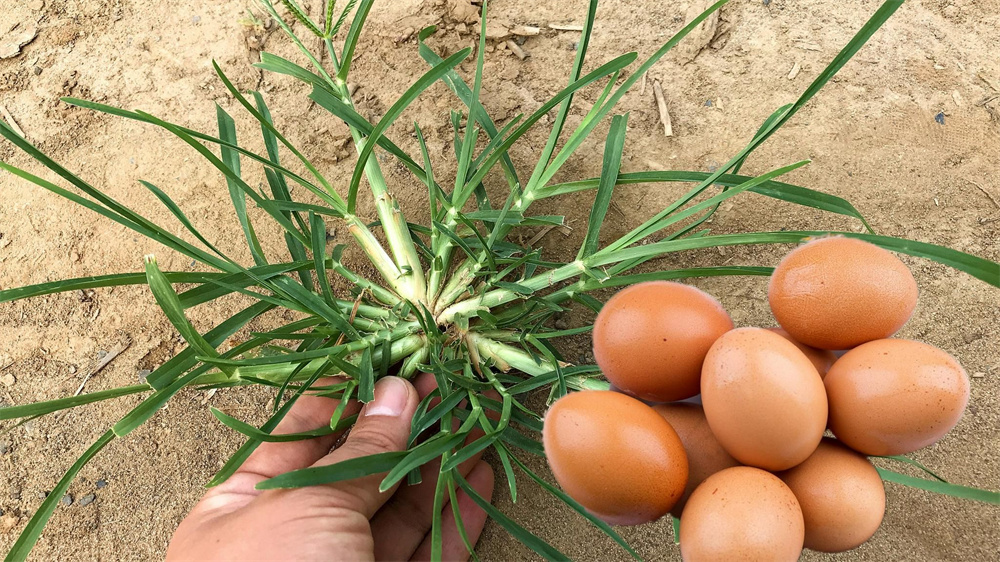 牛筋草加鸡蛋治什么病,牛筋草煮鸡蛋吃有什么好处和坏处