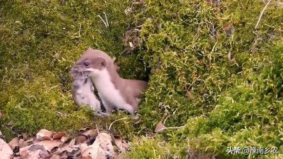 乡村回忆：邻居赚钱旁门左道，后悔之后已经晚了