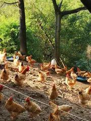 正宗纯土鸡多少钱一斤,正宗土鸡108元一只买不