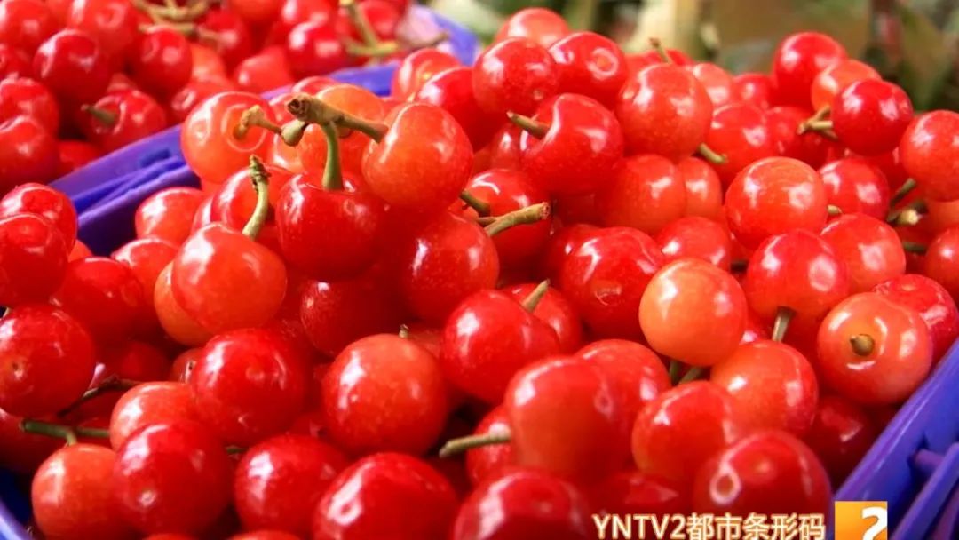 皮薄水樱桃,正宗的樱桃沟大樱桃已成熟