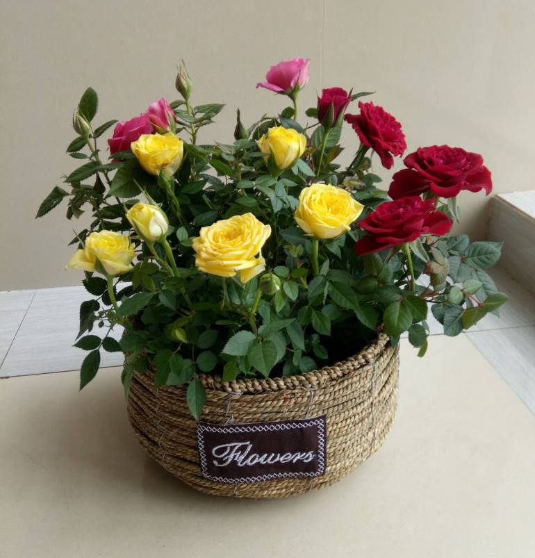 4种花适合新手养漂亮好养,20种坑人的花