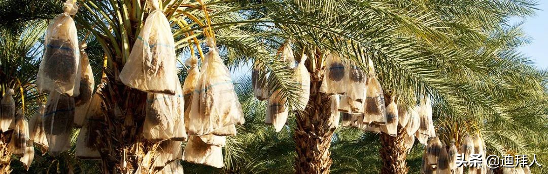 AllAbout椰枣,阿拉伯人的灵魂伴侣!附赠椰枣选品指南