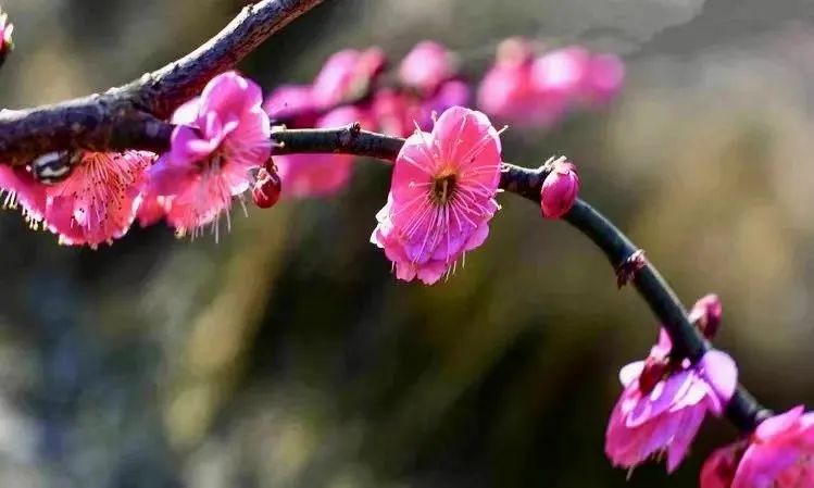 音乐、美食、优惠券~3月18日,一起进入郫都的花花世界吧!