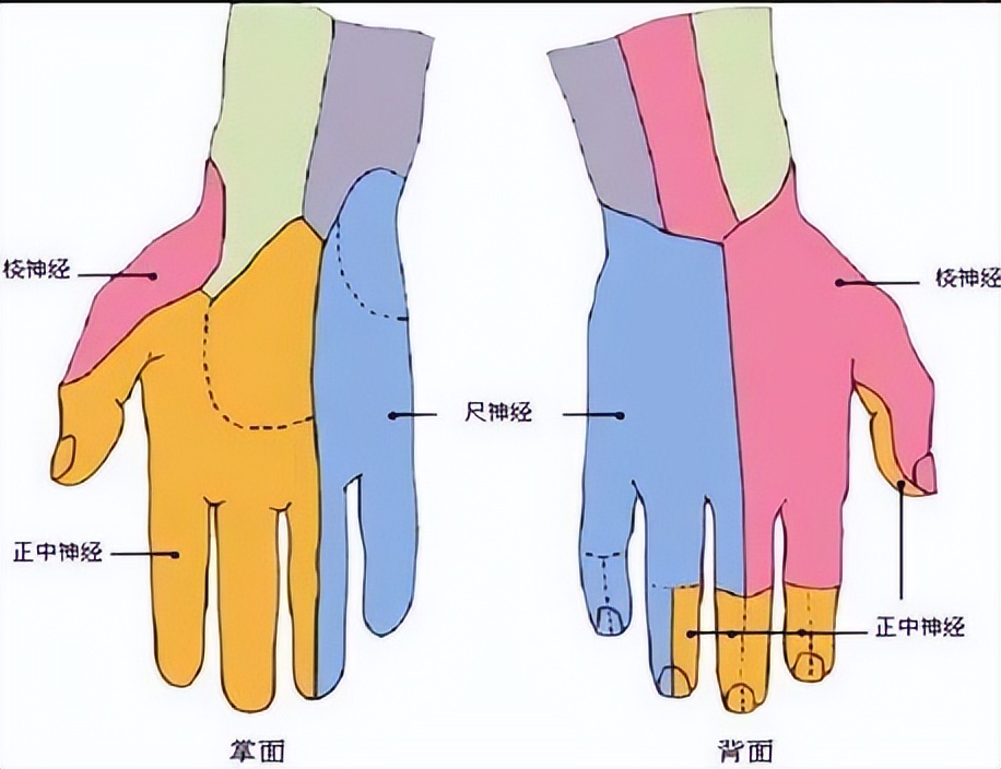 颈椎间盘突出压迫桡神经怎么恢复,颈椎间盘突出压迫手指麻怎么治疗