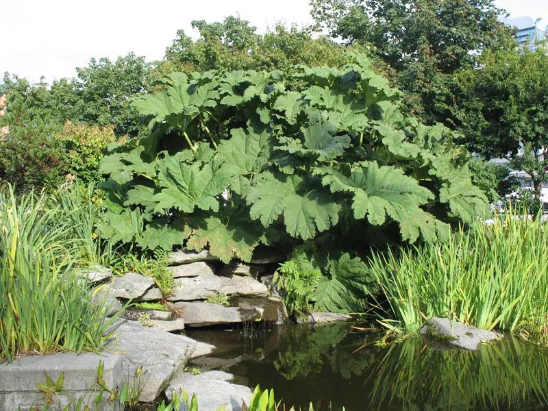 花园适合种的植物,在花园种植哪些植物比较适合
