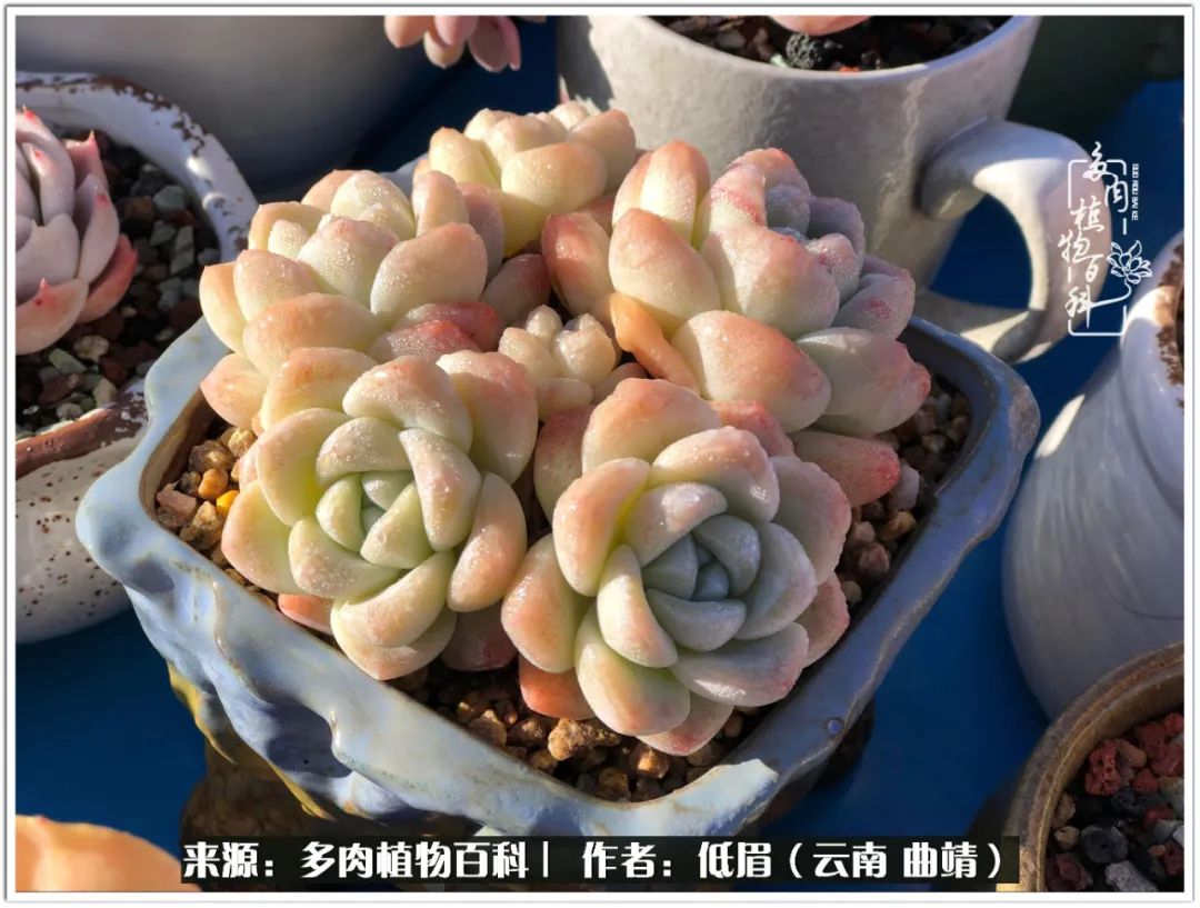 玉露多肉冬季分盆,玉露多肉怎样才能晶莹剔透