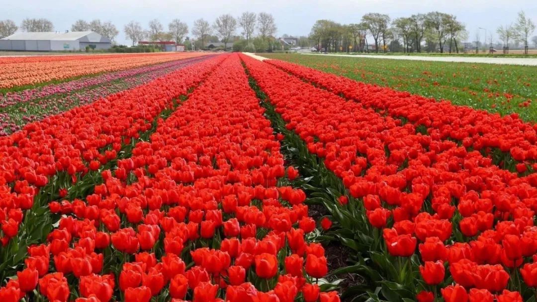 沂蒙乡村振兴学习感悟,乡村振兴看沂蒙专题
