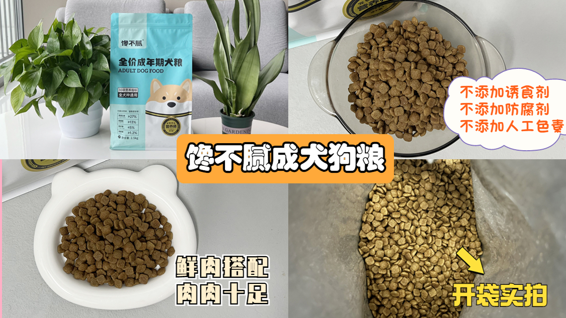 为什么养金毛的比养拉布拉多的多,为什么都不建议养拉布拉多