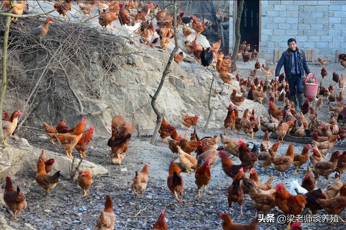 鸡生病了喂什么草药,鸡生病了该用什么治疗