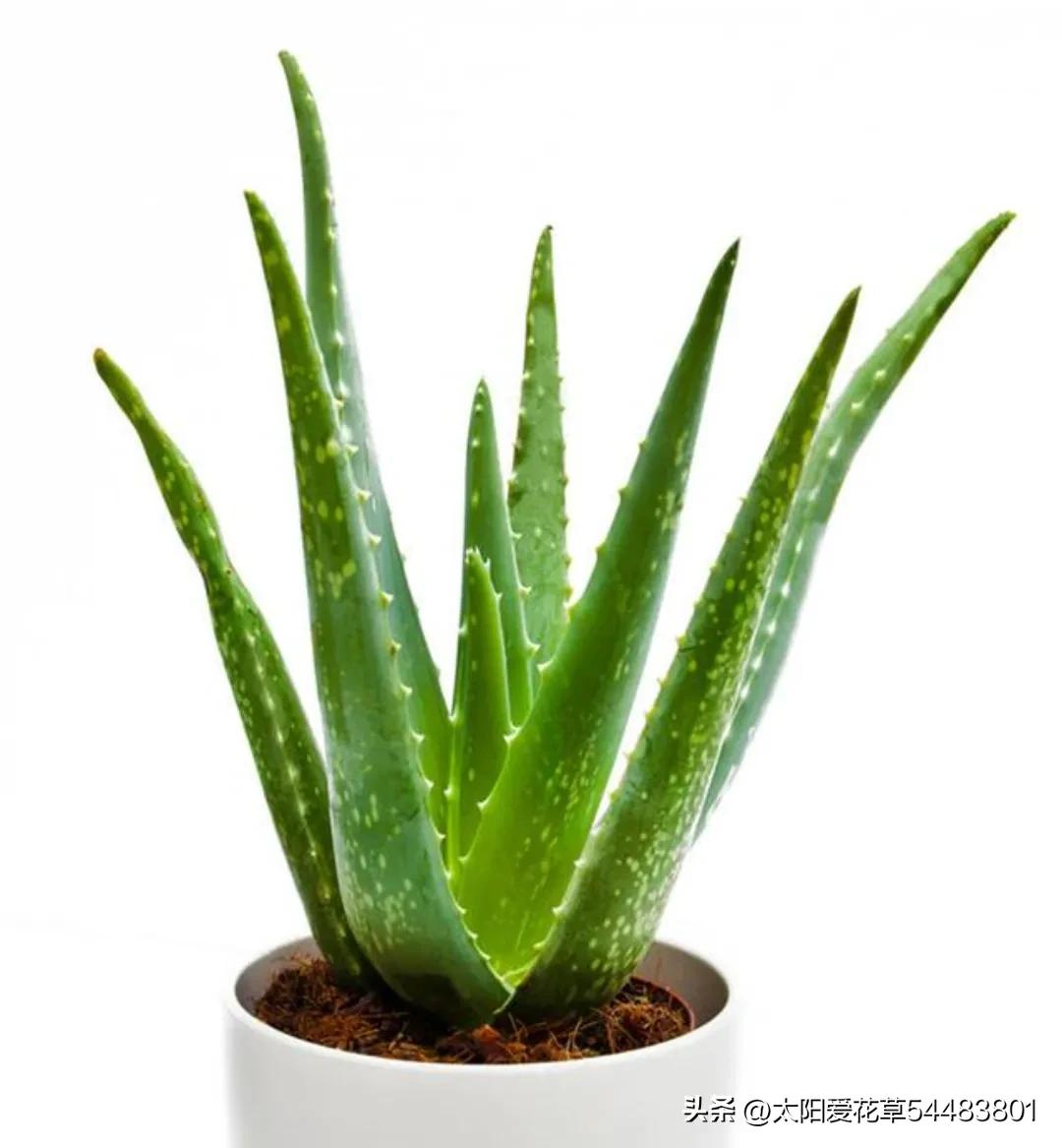 最适合家庭客厅的盆栽,室内植物100种大盆栽客厅图片