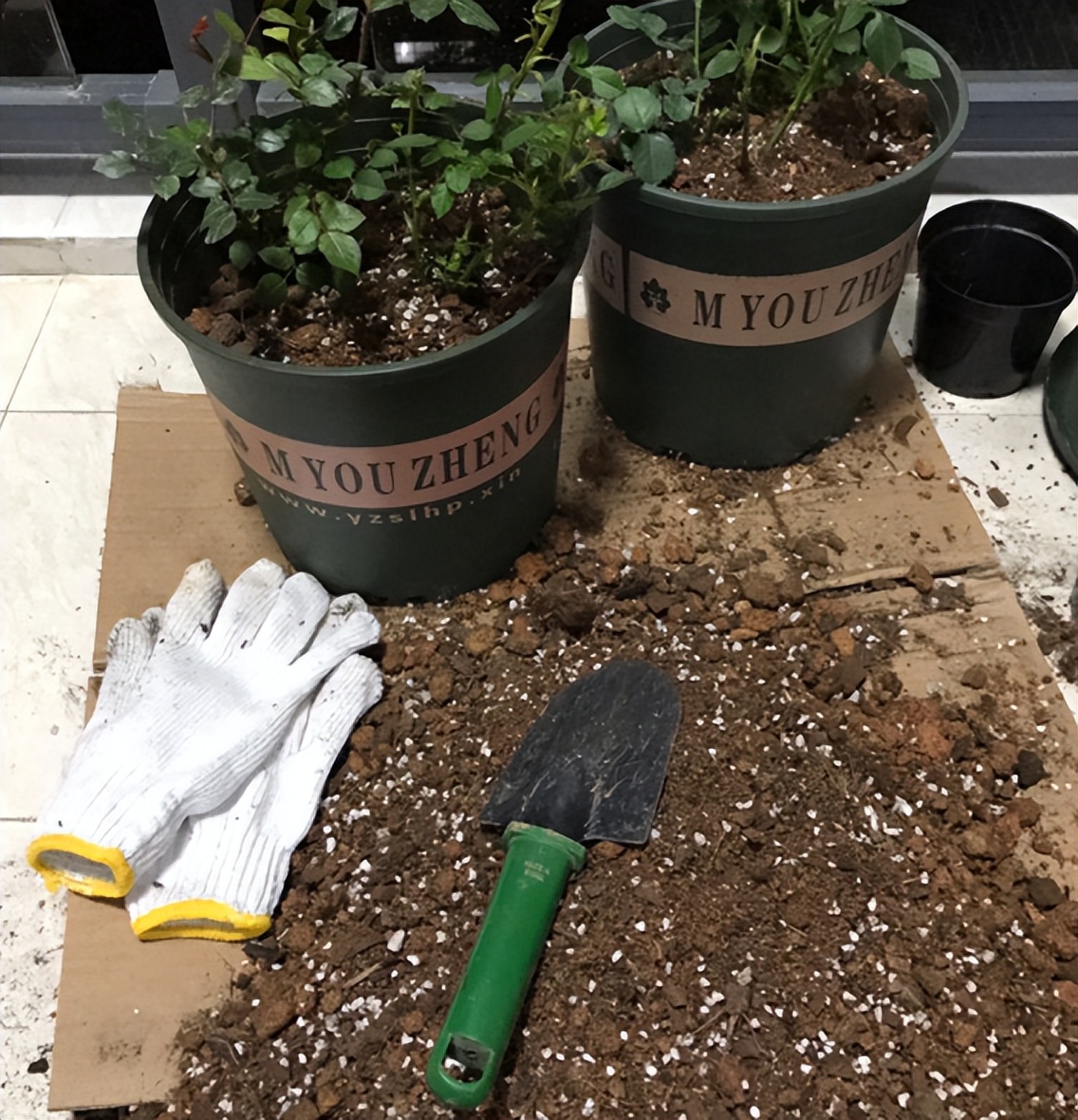 给花草换盆打理花草,给花卉换盆的四点注意事项是什么