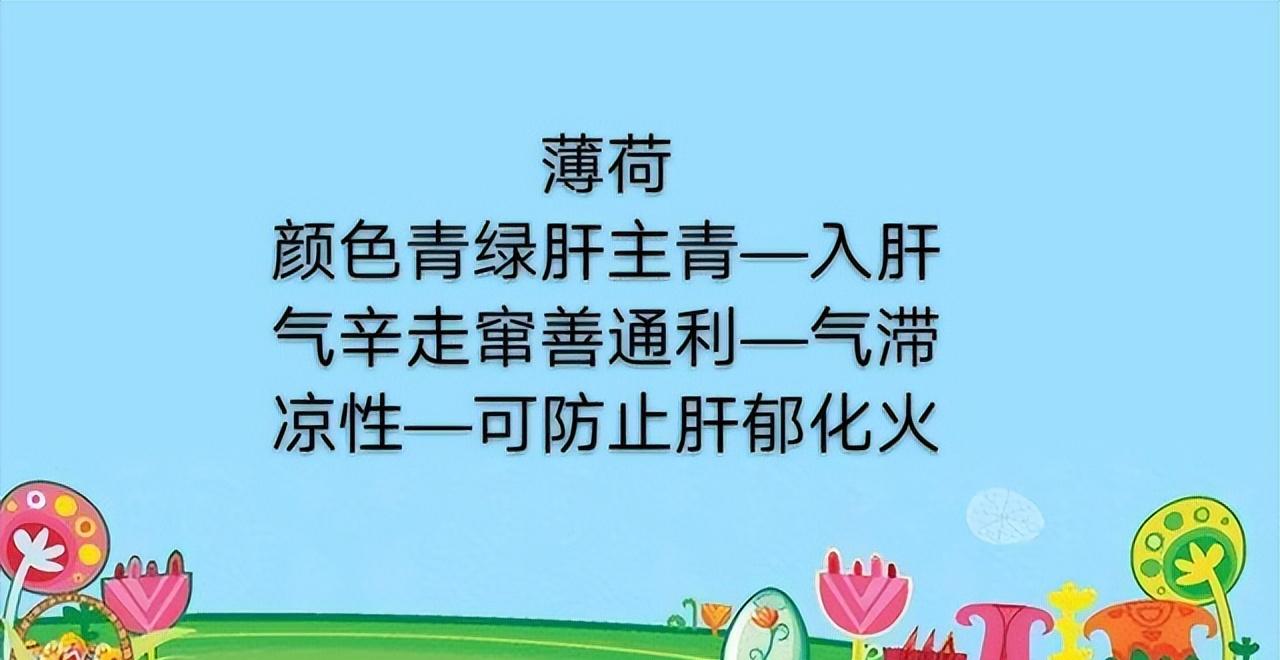 学习一味中药——薄荷,气味辛凉,功专入肝与肺