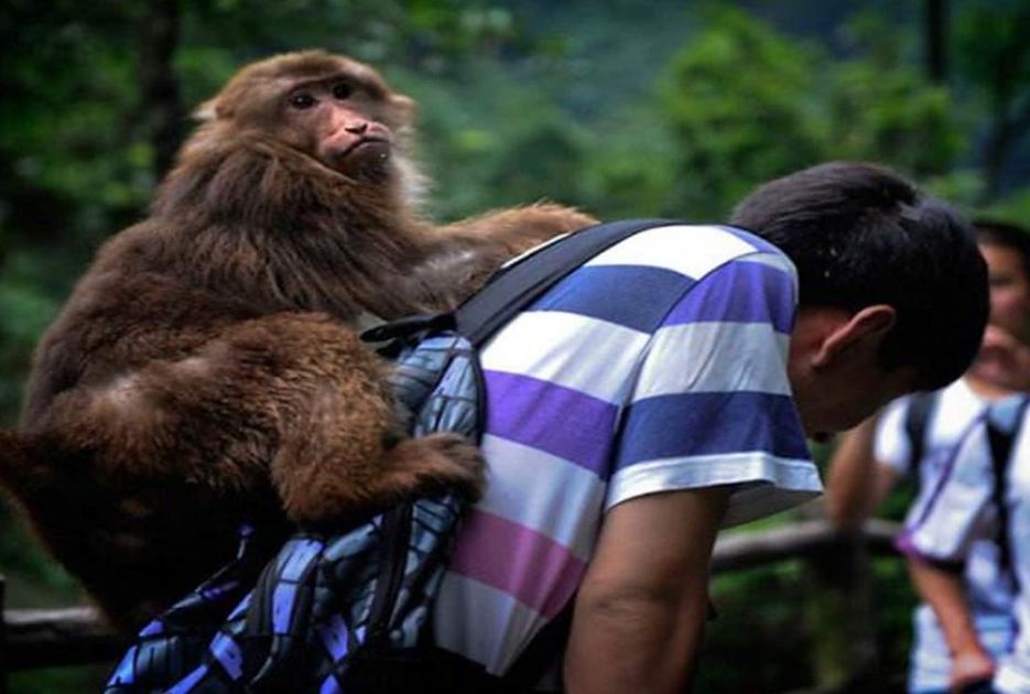 印度发生狗猴子大战,猴子被藏獒暴打